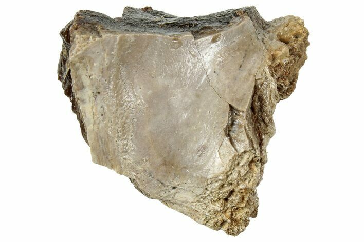Fossil Tyrannosaur (T rex) Bone Section - Wyoming #313963